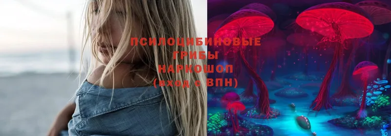 Галлюциногенные грибы Psilocybe  Дятьково 